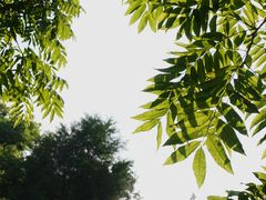 -上海共青森林公园