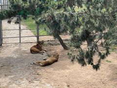 -西霞口神雕山野生动物世界
