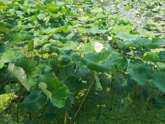 -荷塘月色湿地公园·向阳花洲