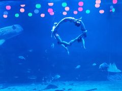 -烟台海昌鲸鲨海洋公园