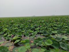 -微山湖红荷湿地景区