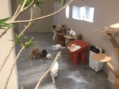 -More Fun猫咖 二十只万元加菲主题