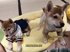 -逗柴咖啡屋·狗咖猫咖宠物桌游