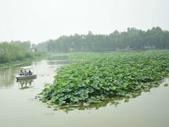 -白洋淀景区