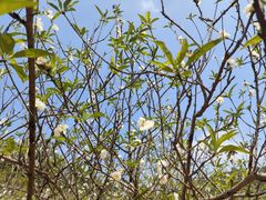 -南国桃园旅游度假区