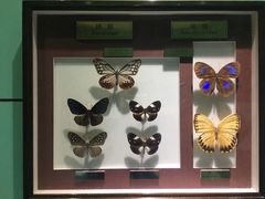 -上海昆虫博物馆