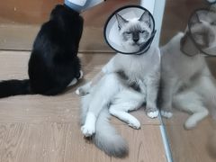 -荔康动物医院(康王北路店)