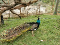 -李小龙乐园(顺德均安店)