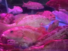 -海峡水产品交易中心(海鲜交易区)