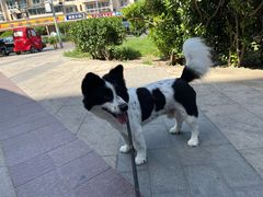 -利又安动物医院··老年病·猫科犬科·中兽医