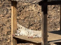 -石家庄市动物园