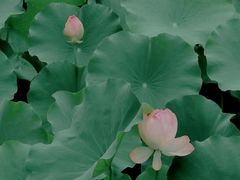 -四川大学(华西校区)