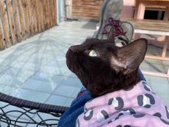 -喵屿·大理花园猫咖