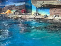 -海合安武汉极地海洋公园