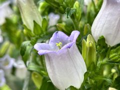-循礼门鲜花花市(武汉循礼门店)