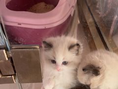 -糯米喵星人总部直营旗舰店·猫舍·幼猫出售