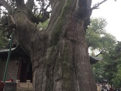 -晋祠公园