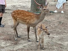 -奈良公园