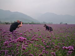 -曲江薰衣草庄园