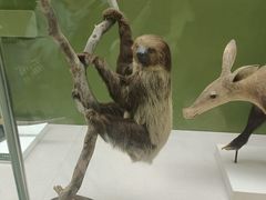 -国家自然博物馆