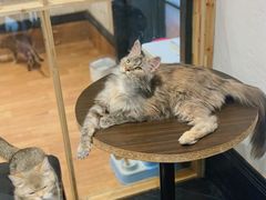 -猫色咖啡·猫咖