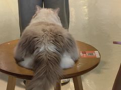 -藏猫猫咖啡主题馆(中央大道店)