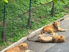 -大连森林动物园