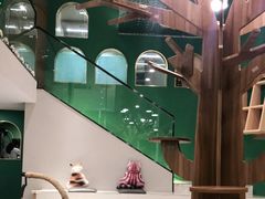 -飞行喵MR PILOT|猫舍·猫咖(静安大融城店)