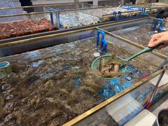 -半岛听涛蒸汽海鲜自助(K11店)