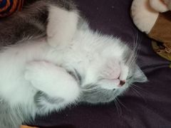 -猫十亿·布偶金渐层·曼基康矮脚猫舍(青年路店)