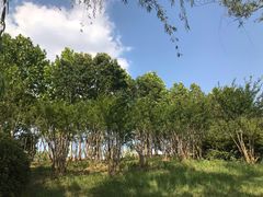 -天鹅湖体育公园