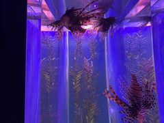 -哈尔滨波塞冬海底世界