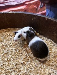 -Zoolung Zoolung动物主题公园(海信广场店)