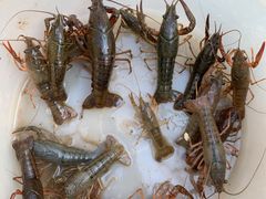 -同銮特种养殖场·龙虾垂钓