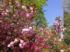 -上海醉白池公园
