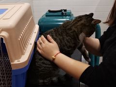 -Pets First伊珊娜洗护·精致美容·家庭式寄养(新会路店)