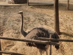 -石家庄市动物园