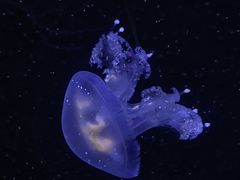 -青岛海底世界-水族馆