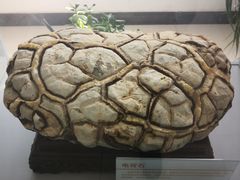 -中国第四纪冰川遗迹陈列馆