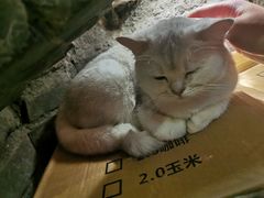 -猫色咖啡·猫咖