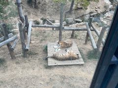 -大连森林动物园