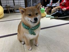 -逗柴咖啡屋·狗咖猫咖宠物桌游