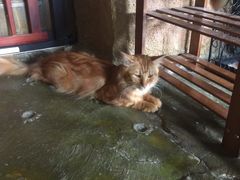 -猫猫幼稚园·撸猫·桌游·电玩