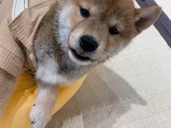 -逗柴咖啡屋·狗咖猫咖宠物桌游