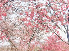 -武汉大学-樱园
