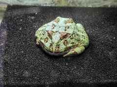 -上海大自然野生昆虫馆
