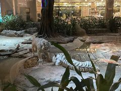 -白虎自助餐厅·真老虎·景观自助餐厅(广州长隆酒店)