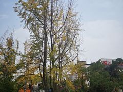 -九尺赵老四鲜鹅肠火锅
