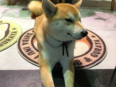 -柴务处·柴犬主题狗咖