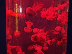 -北戴河圣蓝海洋公园